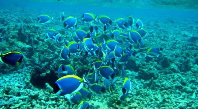 Seychelles Scuba Diving