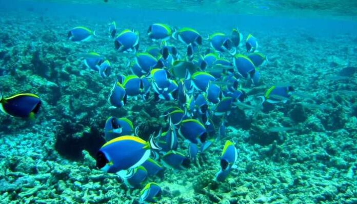 Seychelles Scuba Diving