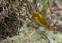 Custom Bird Tours Cairns.