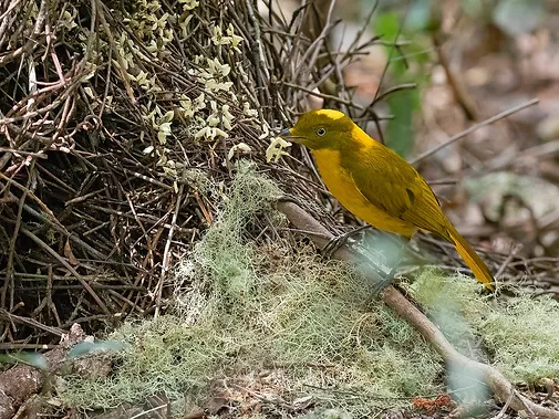 Custom Bird Tours Cairns.